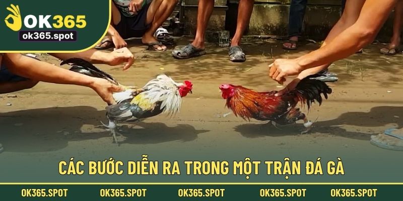 Các bước diễn ra trong một trận đá gà