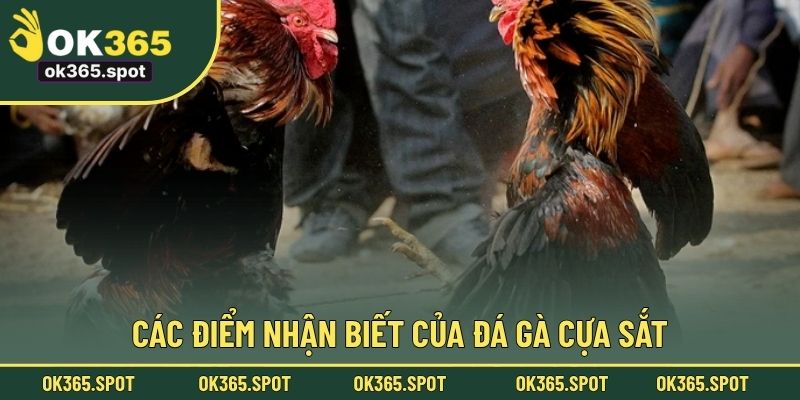 Các điểm nhận biết của đá gà cựa sắt