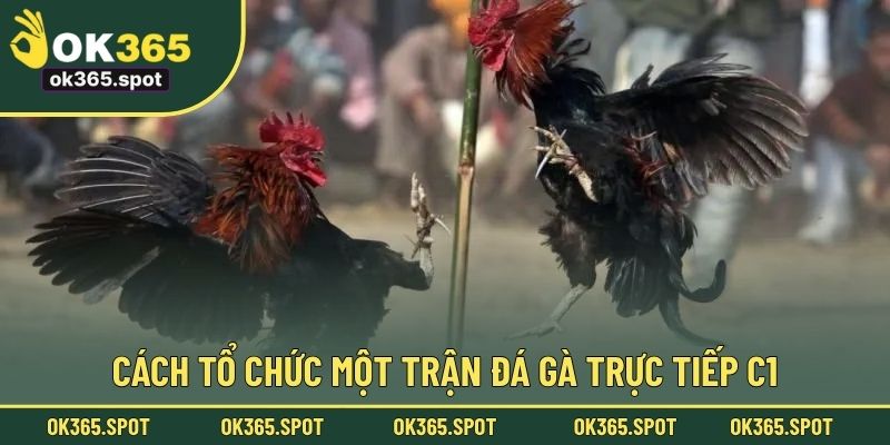 Cách tổ chức một trận đá gà trực tiếp C1