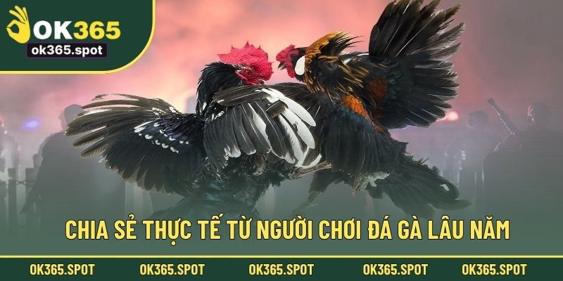 Chia sẻ thực tế từ người chơi đá gà lâu năm