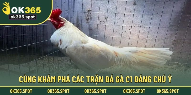 Cùng khám phá các trận đá gà C1 đáng chú ý