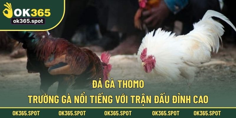 Đá gà Thomo
