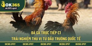 đá gà trực tiếp C1