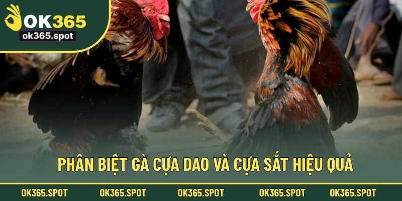 Kinh nghiệm cược gà cựa dao dễ thắng nhất