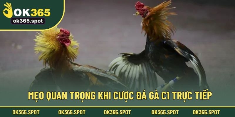 Mẹo quan trọng khi cược đá gà C1 trực tiếp
