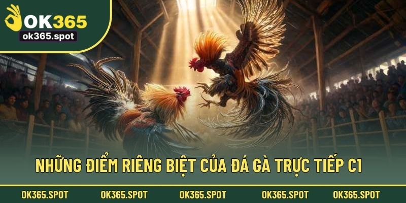 Những điểm riêng biệt của đá gà trực tiếp C1