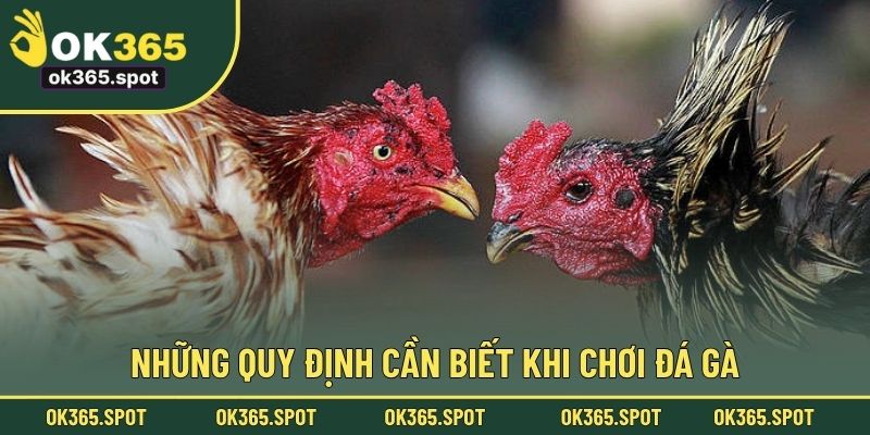 Những quy định cần biết khi chơi đá gà