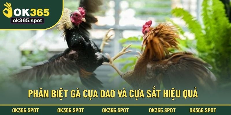 Phân biệt gà cựa dao và cựa sắt hiệu quả